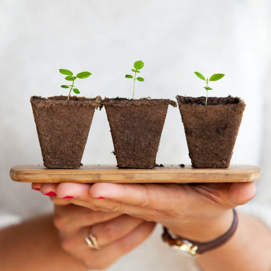 Growing plants held by hands